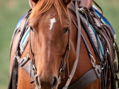 10 Year Old Sorrel Grade Qh Mare