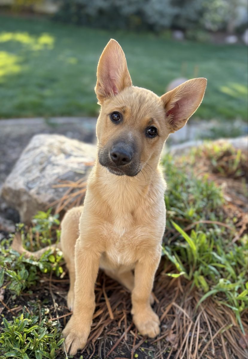 Shepherd Mix Puppy