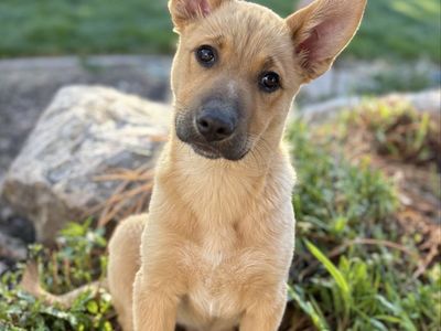 Shepherd Mix Puppy