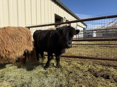 Friendly One-Year Old Black Highland Heifer