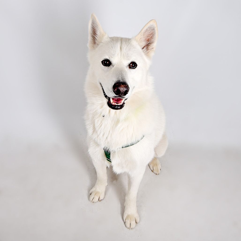 Hello my name is Oso