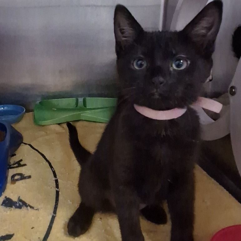 Hello my name is Ink