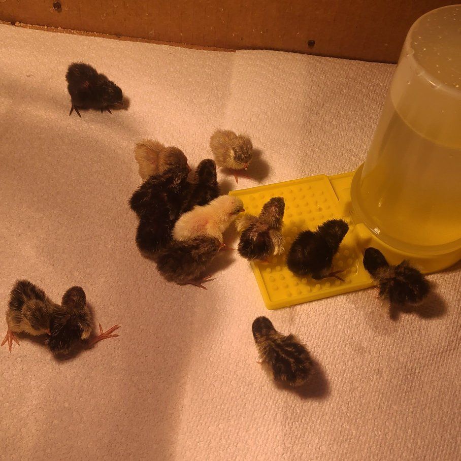 Button Quail