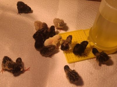 Button Quail