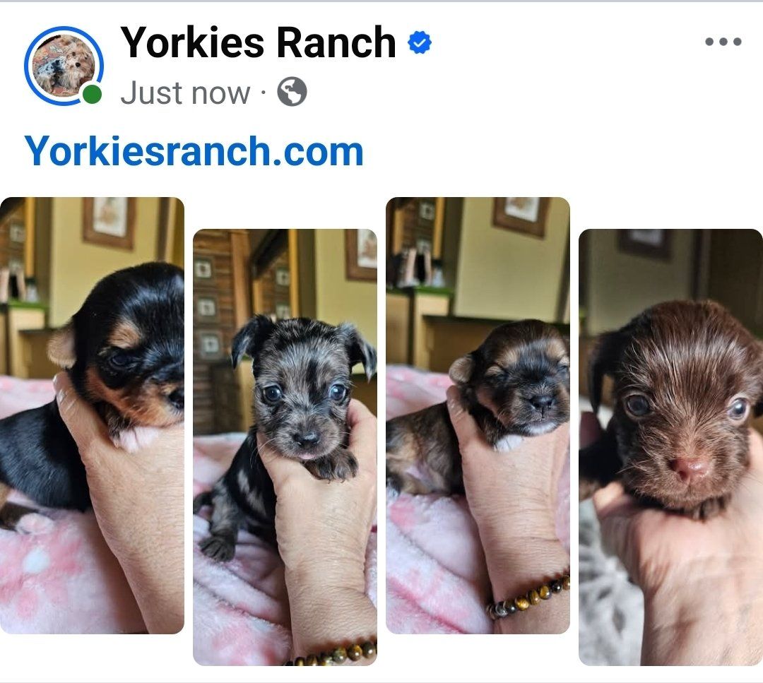 Yorkies, Yorkie Puppies • Health Guarantee.