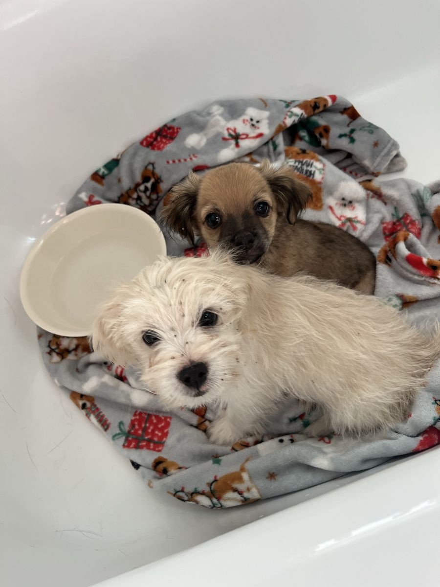 Found 2 dogs