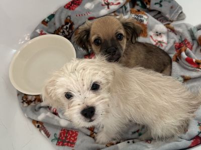 Found 2 dogs