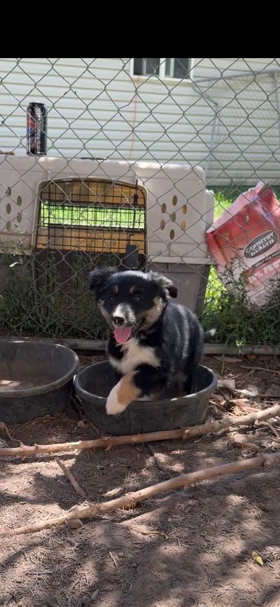 Border Collie Puppy - Playful and Loving, Ready for a New Home!