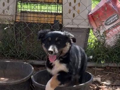 Border Collie Puppy - Playful and Loving, Ready for a New Home!