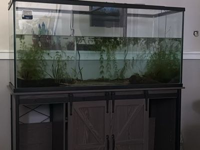 75g fish tank