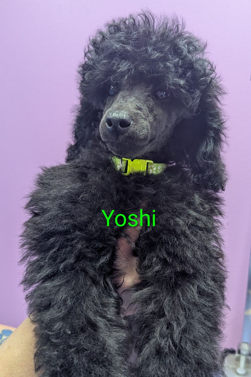 Miniature Poodle boys