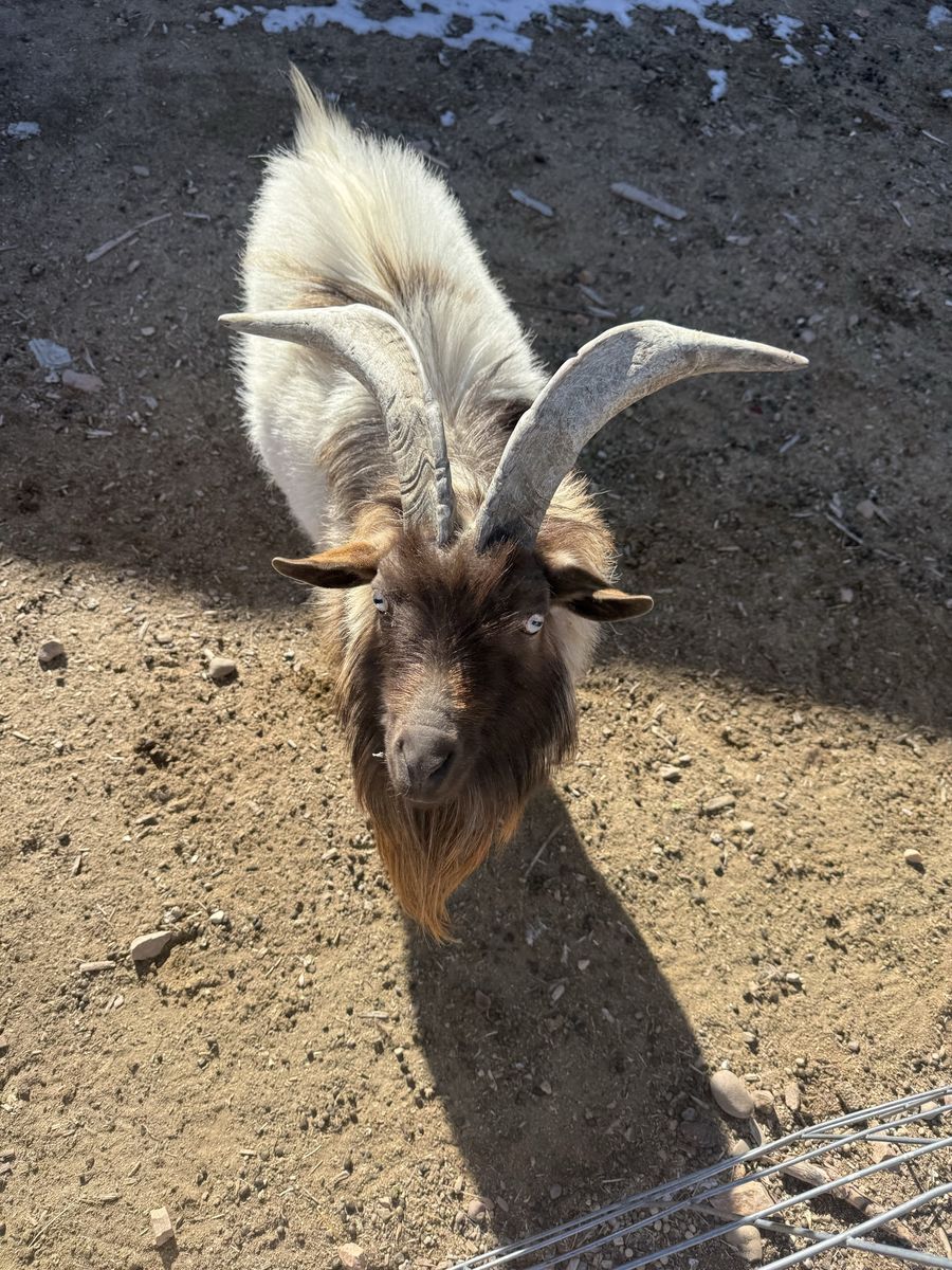 Norwegian Dwarf Buck