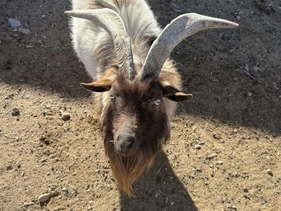 Norwegian Dwarf Buck