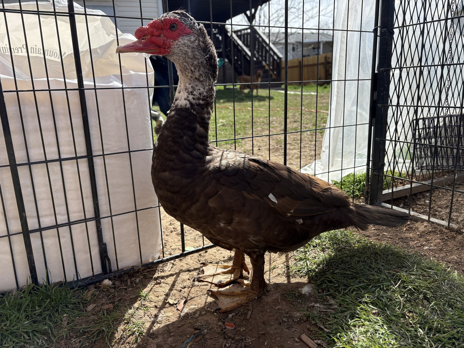 Muscovy Drake Looking For New Flock
