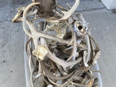 Tub of Elk and Deer antlers! 25 lbs