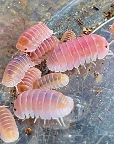 Cherry Blossom Isopods