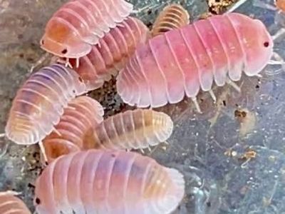 Cherry Blossom Isopods
