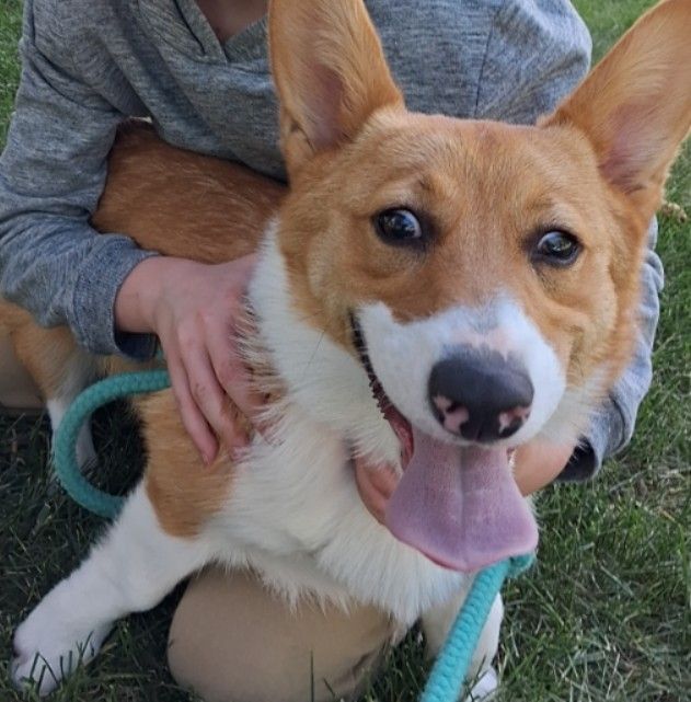 Corgie Pembroke Papered