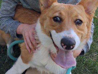 Corgie Pembroke Papered