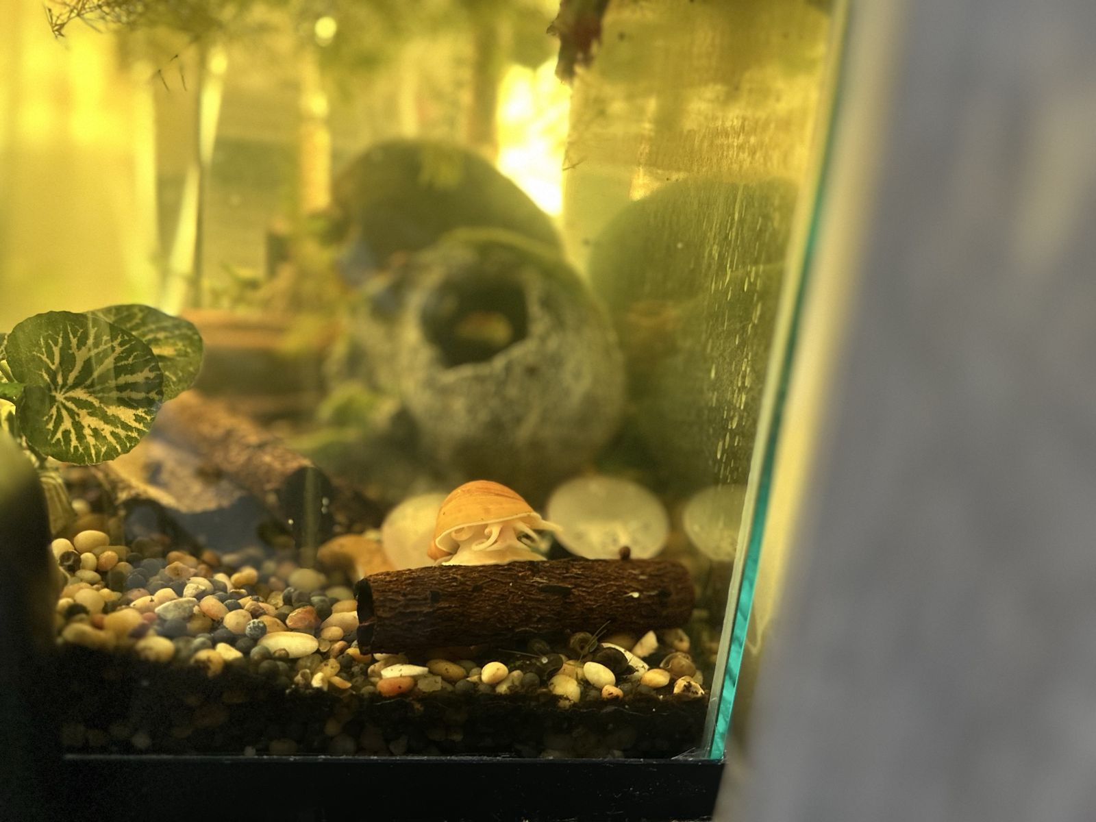 gold mystery snails