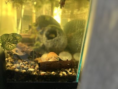 gold mystery snails