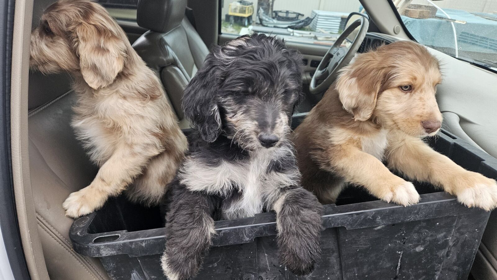 Aussiedoodles Aussie Doodles Red Merle like Bernedoodles Ready TODAY!
