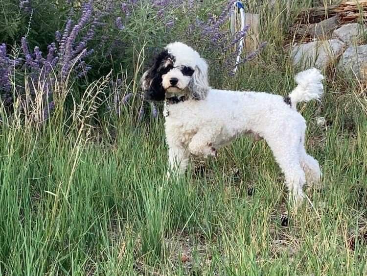 Amazing Tri-Color Mini Poodle Stud, "Bandit" - Bernedoodle & Doodle Genetics, Health Tested