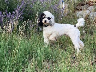 Amazing Tri-Color Mini Poodle Stud, "Bandit" - Bernedoodle & Doodle Genetics, Health Tested