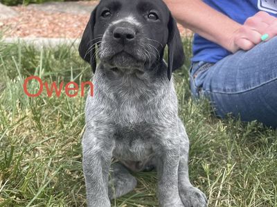 German shorthair puppies