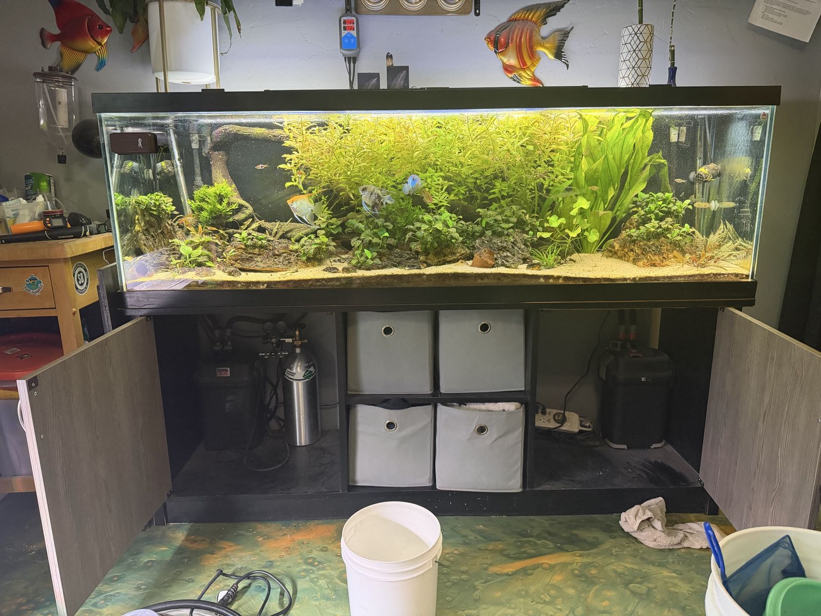 Aquarium plants for sale everything must go