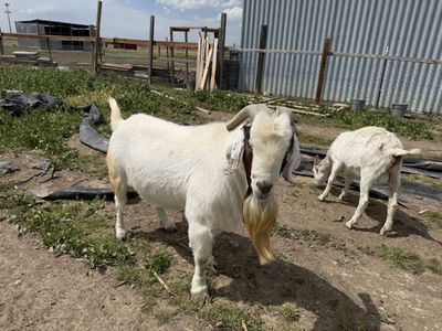 Goats for sale