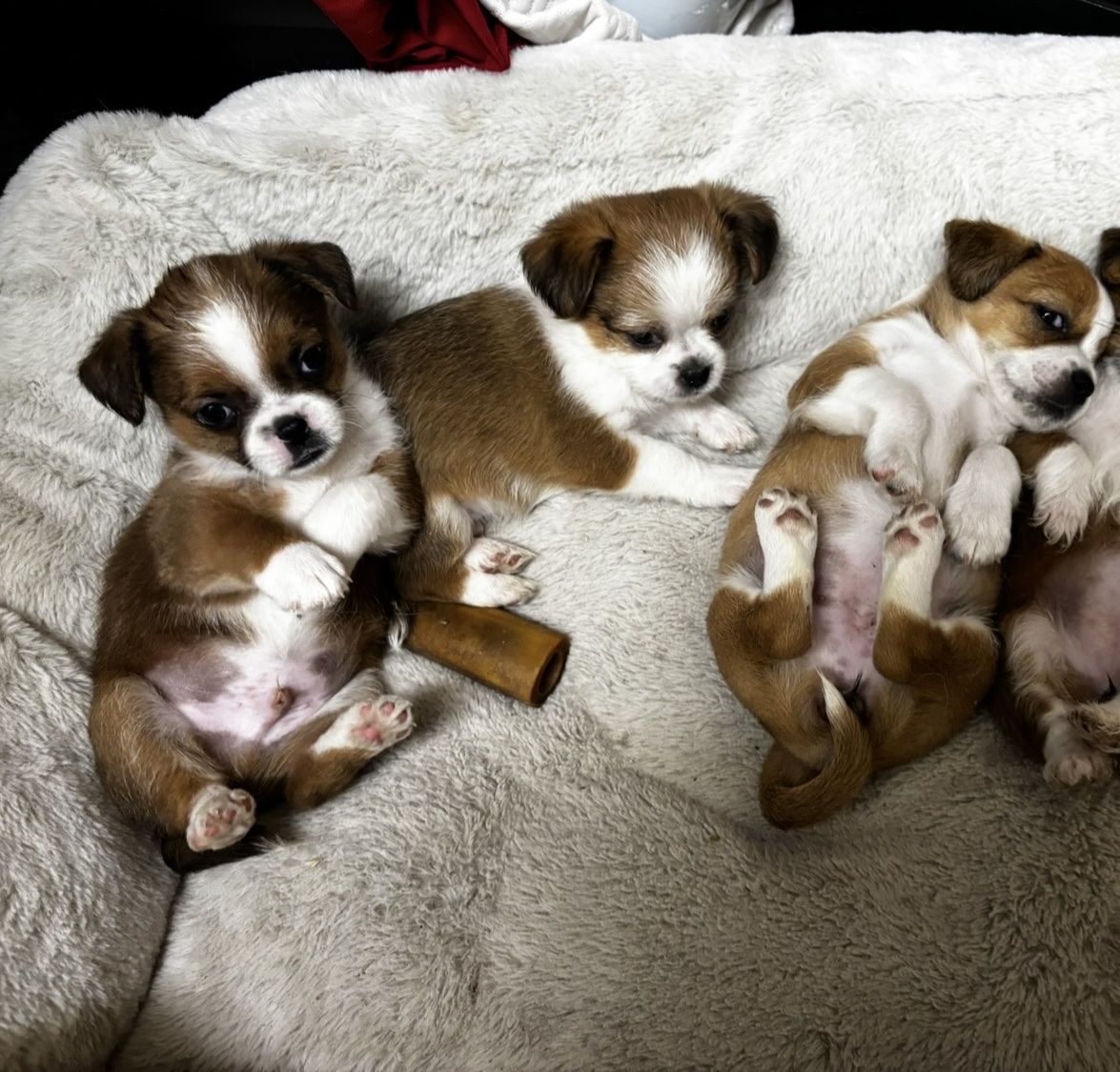 Puppies