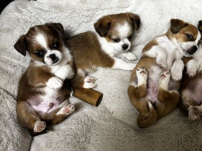 Puppies