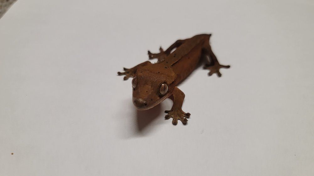 Crested Gecko high orange with dal spots