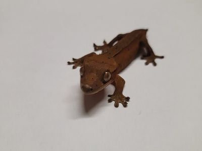 Crested Gecko high orange with dal spots
