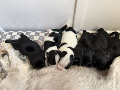 Miniature Schnauzers
