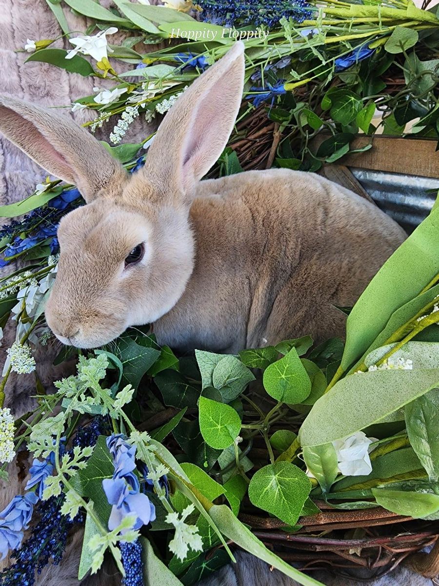 Lilac Tort Standard Rex Doe