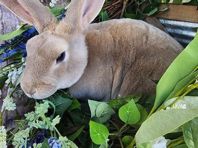 Lilac Tort Standard Rex Doe