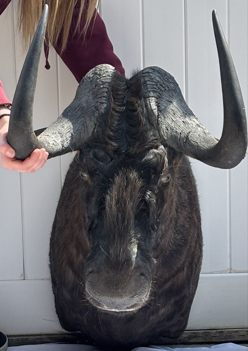 Taxidermy Black Wildebeest 