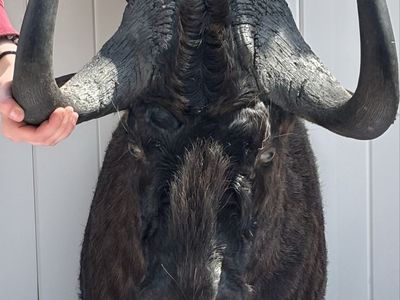 Taxidermy Black Wildebeest
