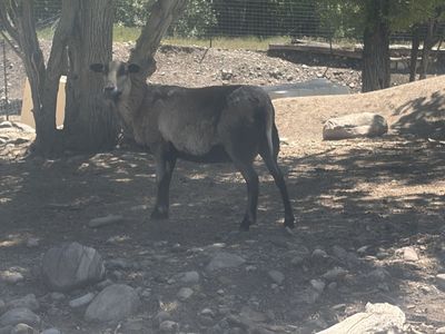 Black belly Barbados ewe