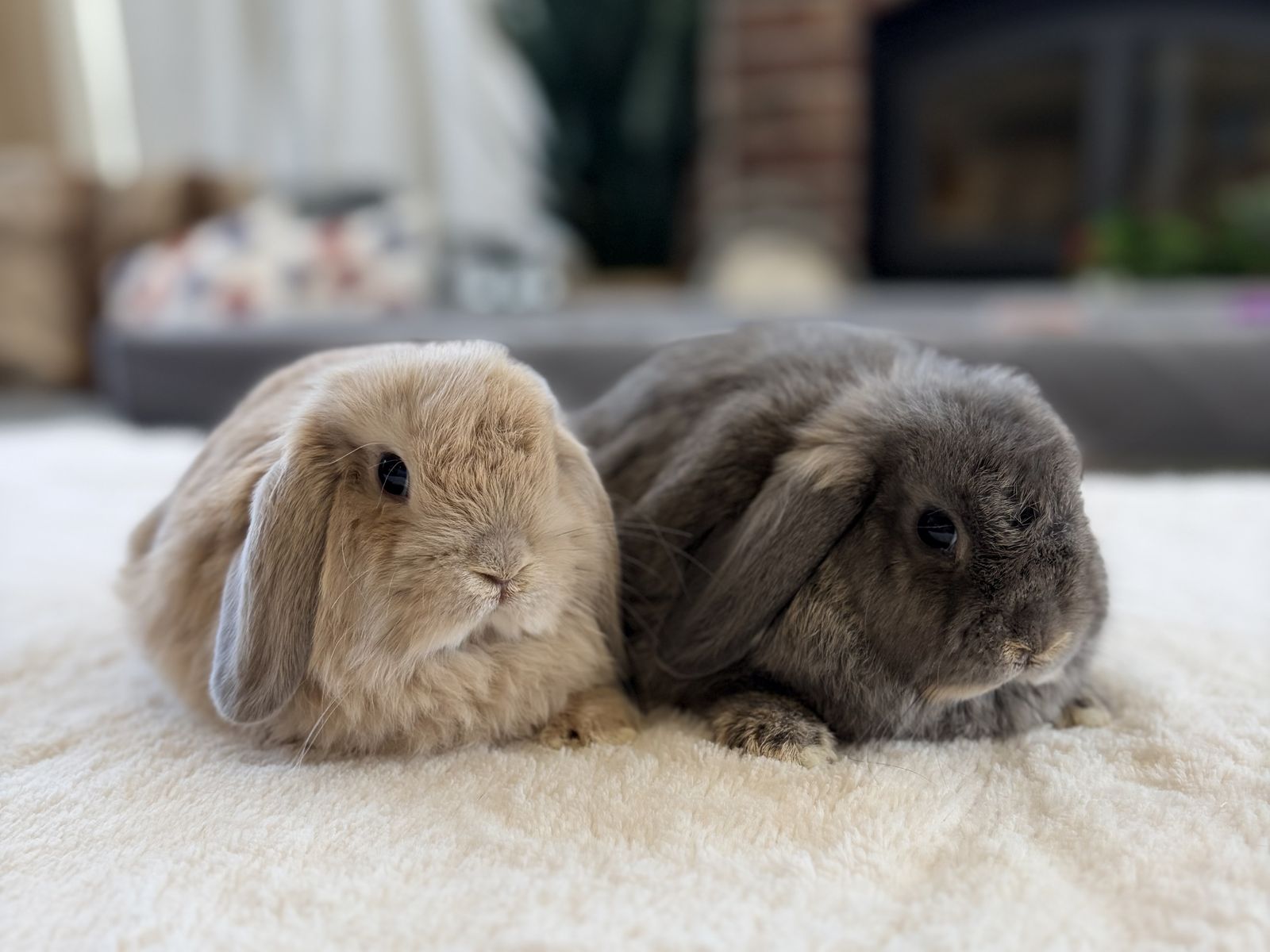 Holland Lop baby bunnies