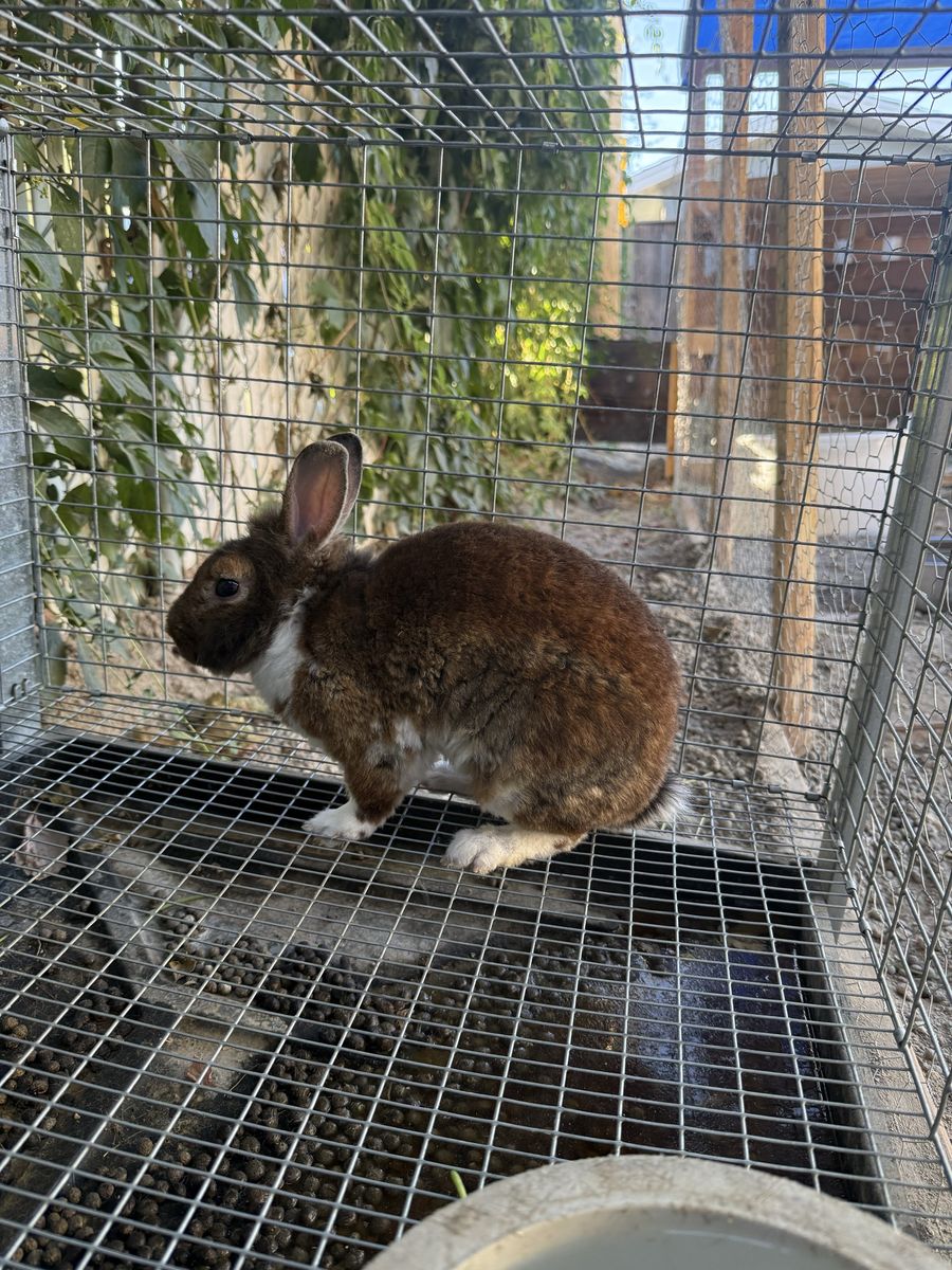 Bunny/Rabbit