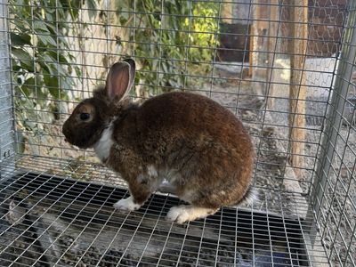 Bunny/Rabbit