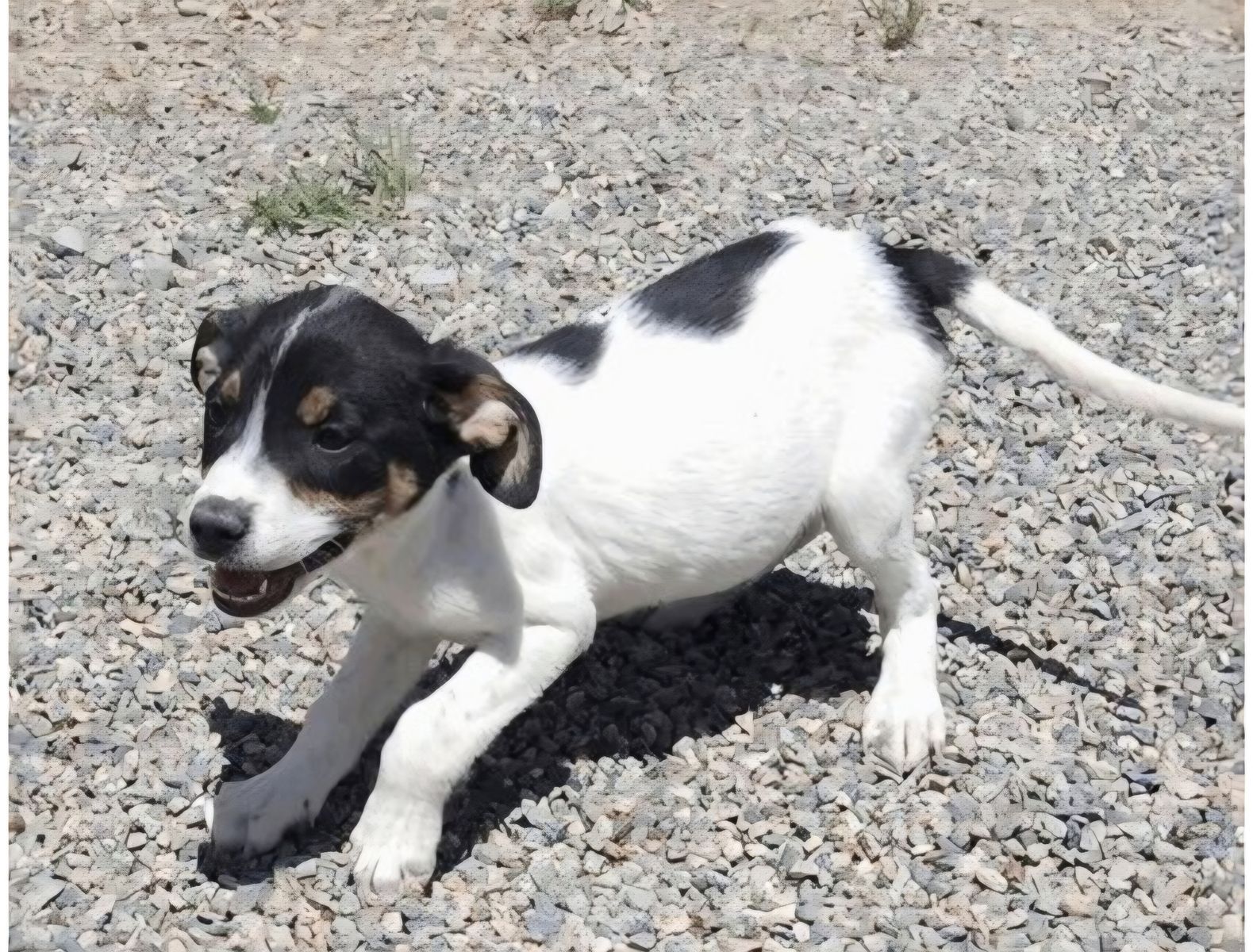 Orion, 3 month hound, pointer mix