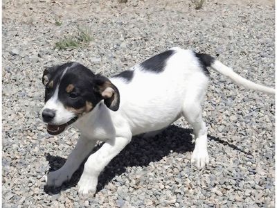 Orion, 3 month hound, pointer mix