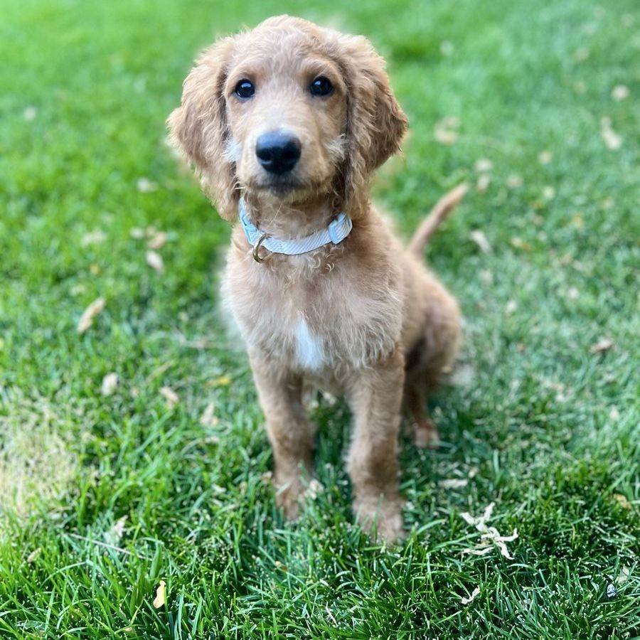 Crate & Potty Trained Trail Partner!