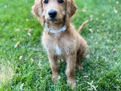 Crate & Potty Trained Trail Partner!