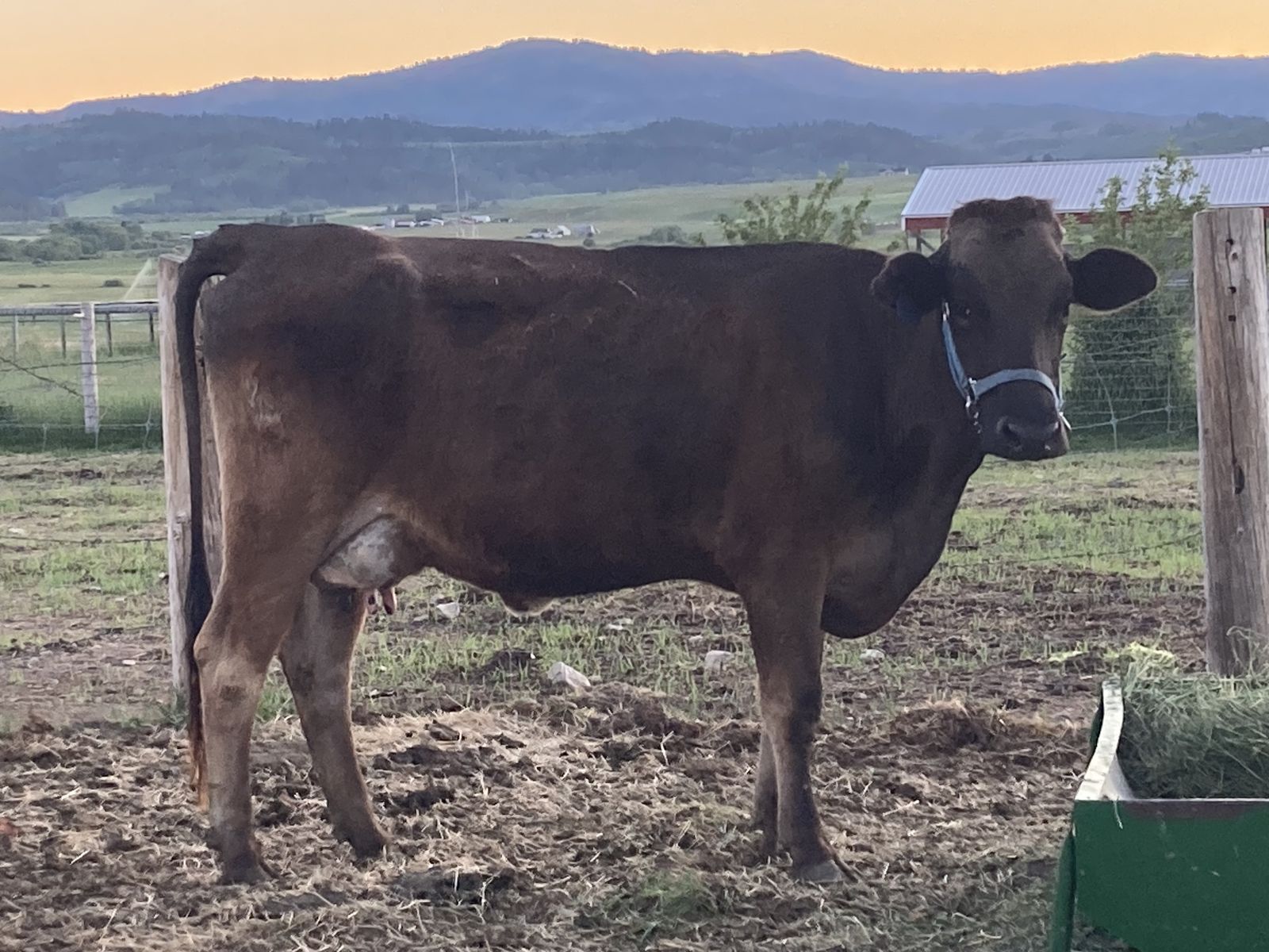 Brown Swiss milk cow