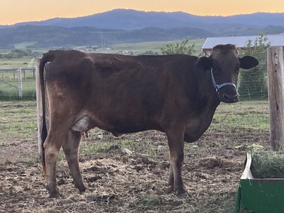 Brown Swiss milk cow
